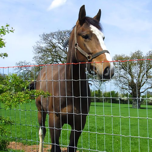 A brown horse standing near a wire fence in a green field, with trees in the background and a clear blue sky.